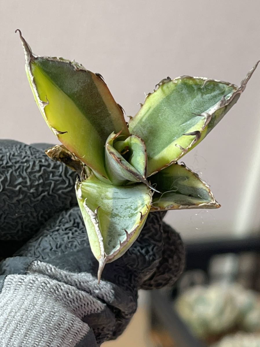 最新入荷 植物 ブルーボール錦 多肉植物アガベ ブルーボール錦