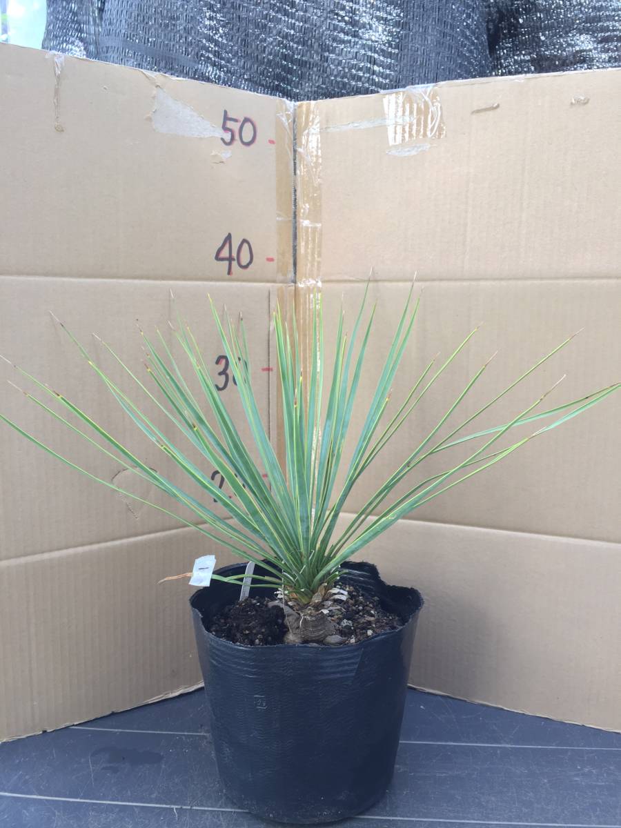 ユッカ・ロストラータ　根上がり　1　Yucca rostrata_画像1