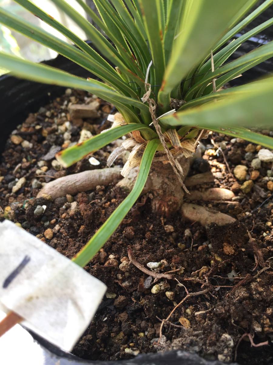 ユッカ・ロストラータ　根上がり　1　Yucca rostrata_画像6