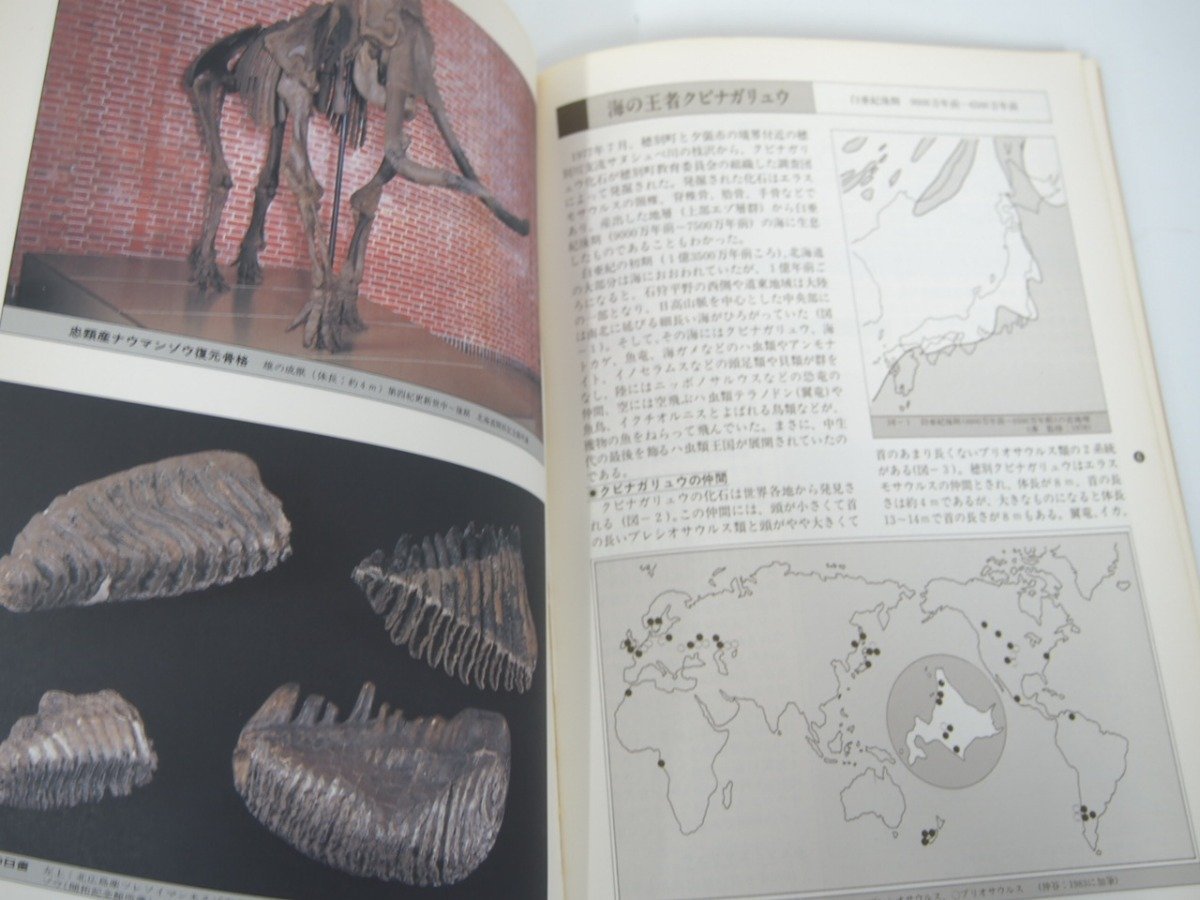 ★　【図録 北海道一億年 クビナガリュウからマンモスゾウまで 北海道開拓記念館 1985年】140-02303_画像4