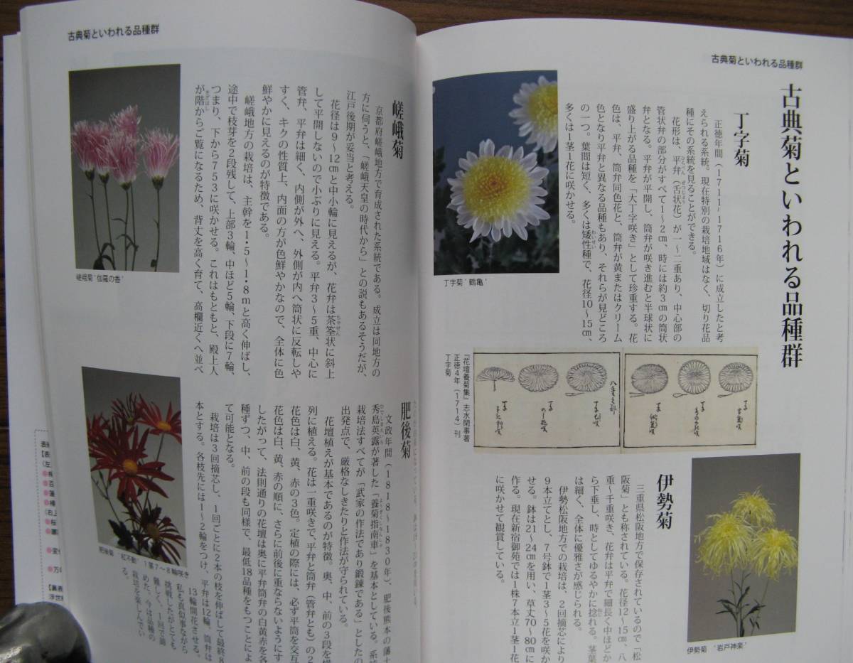  не продается![ Oedo цветок ..] маленький .. левый .....* работа ( Edo культура, картина в жанре укиё, садоводство культура, Япония традиция культура, растения map .)