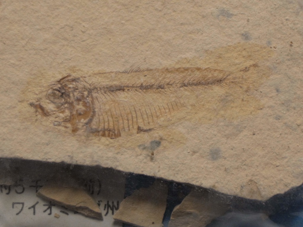 魚の化石 始新世 アメリカ ワイオミング州 _画像2