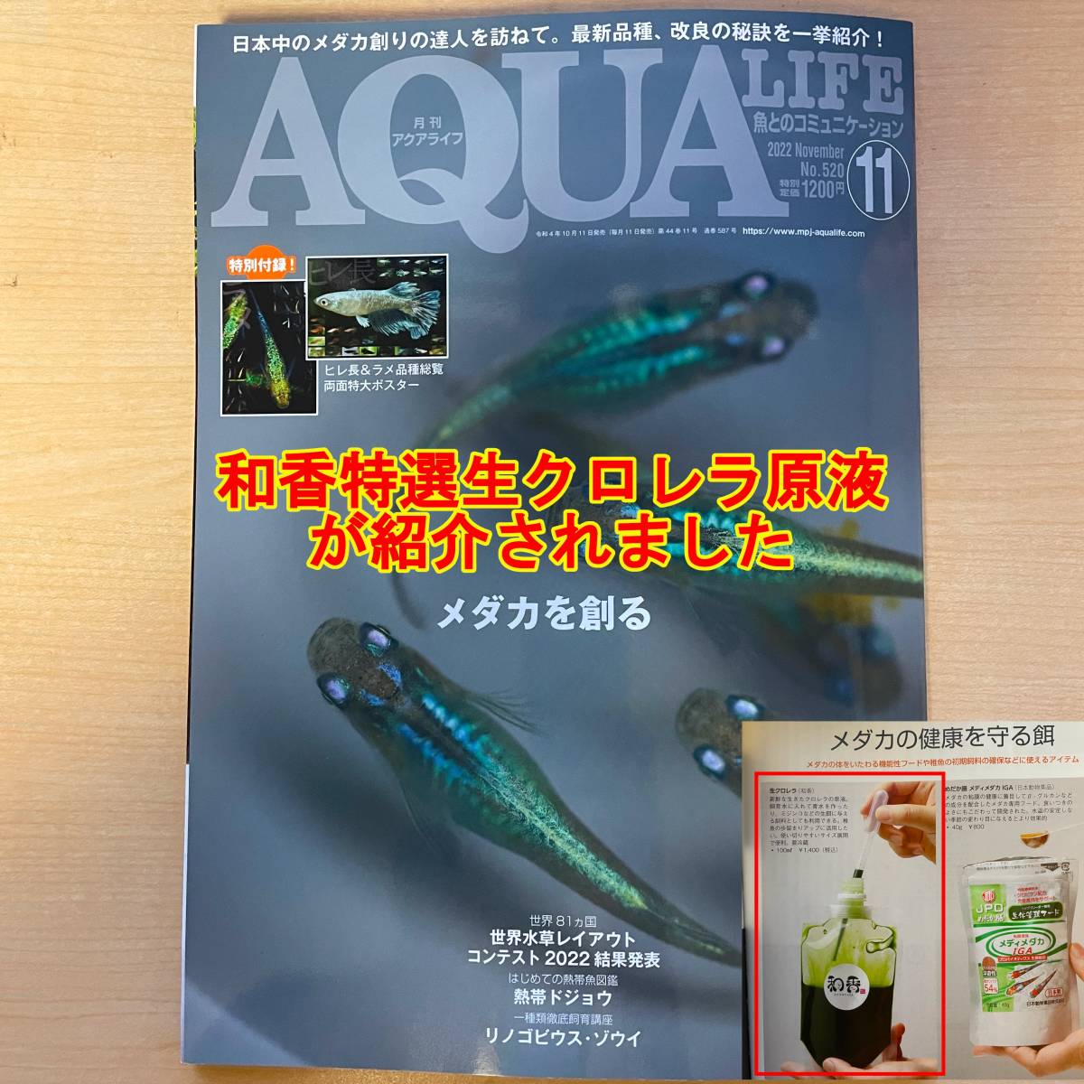 送料無料クール便★和香特選生クロレラ300ml★即日発送★ミジンコめだか金魚の餌 針子稚魚の青水作 ワムシゾウリムシ24の画像2