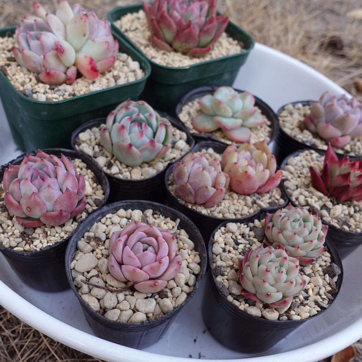 韓国苗 多肉植物 エケベリア スペシャルギフト 12苗セット 韓国苗 多肉植物 エケベリア スペシャルギフト 12苗セット