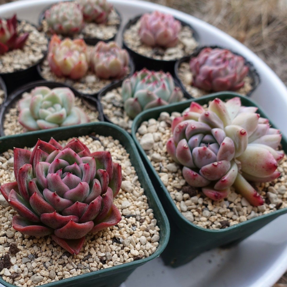 韓国苗 多肉植物 エケベリア スペシャルギフト 12苗セット 韓国苗 多肉植物 エケベリア スペシャルギフト 12苗セット
