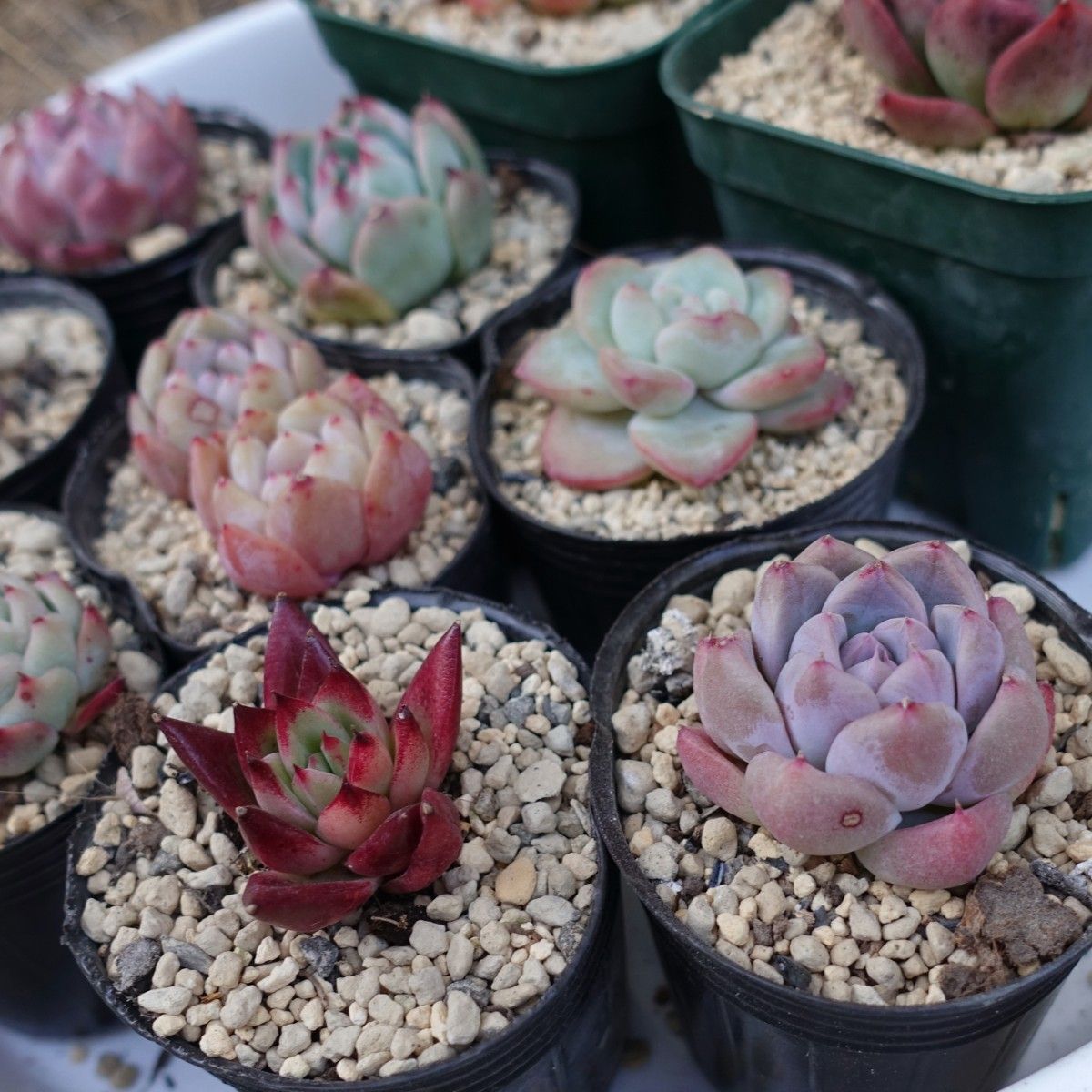 韓国苗 多肉植物 エケベリア スペシャルギフト 12苗セット 韓国苗 多肉植物 エケベリア スペシャルギフト 12苗セット