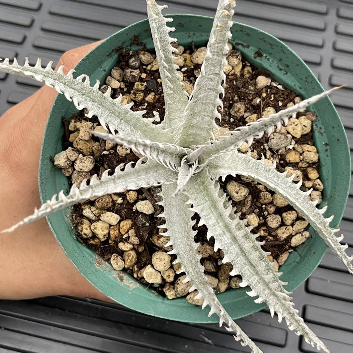 500円スタート!! Dyckia-Mountain of Needles ディッキア-マウンテンオブニードル_画像3