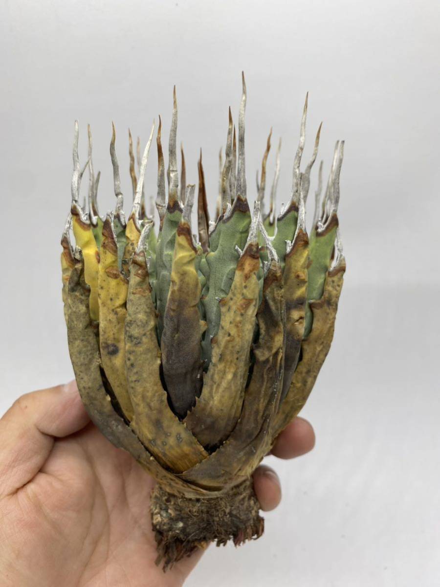 S317-24陽炎蕾形厚肉粗曲棘アガベ ユタエンシス /Agave utahensis の画像1