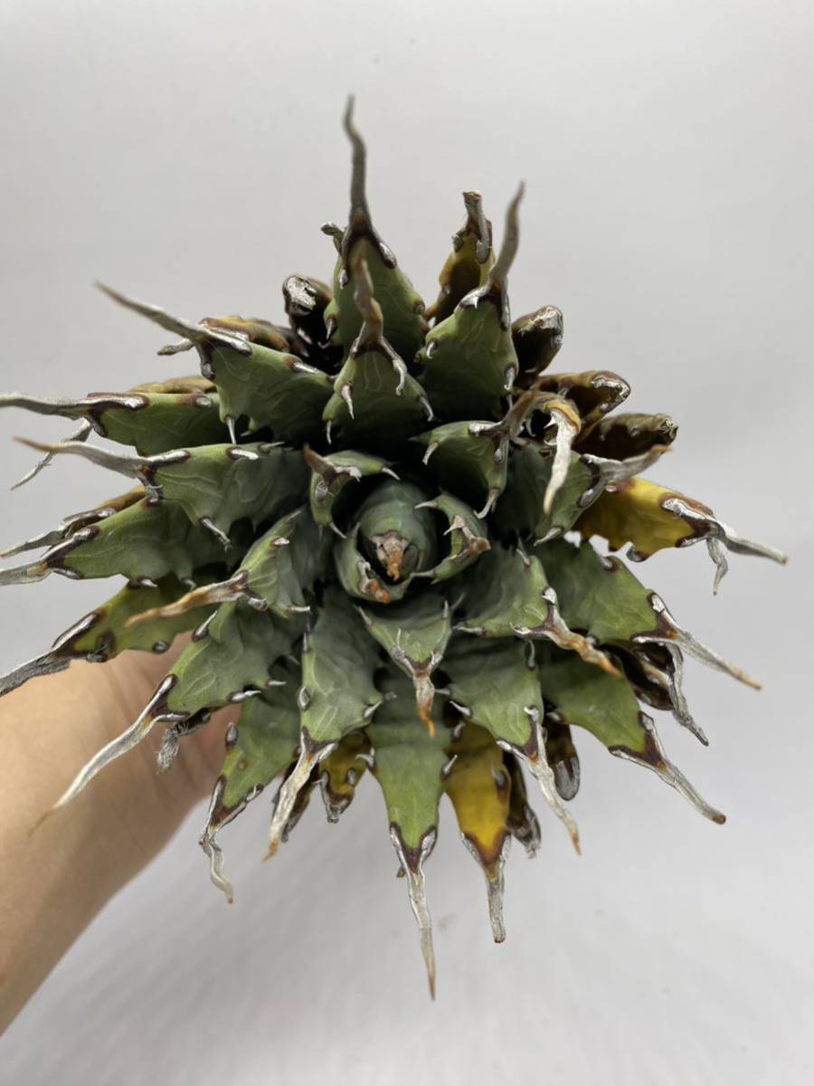 S317-24陽炎蕾形厚肉粗曲棘アガベ ユタエンシス /Agave utahensis の画像3