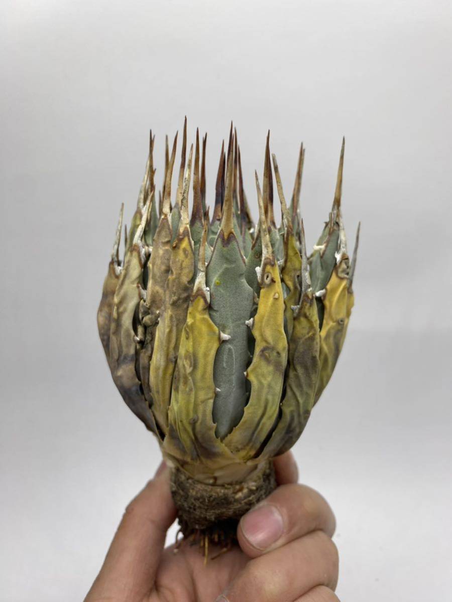 S317-29陽炎蕾形厚肉粗曲棘アガベ ユタエンシス /Agave utahensis の画像2