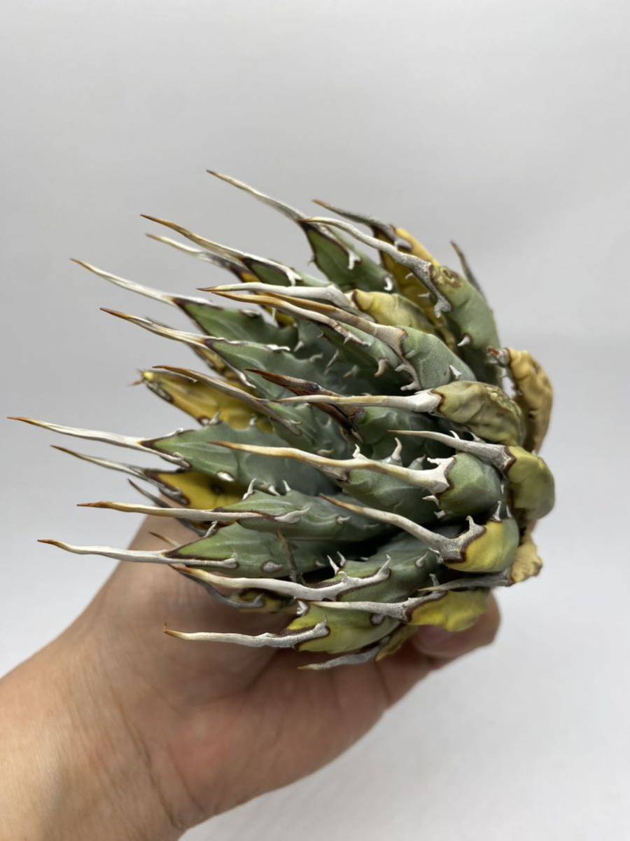 S317-30陽炎蕾形厚肉粗曲棘アガベ ユタエンシス /Agave utahensis の画像6