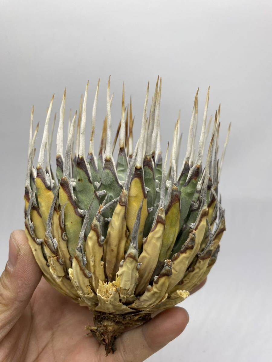 S317-32陽炎蕾形厚肉粗曲棘アガベ ユタエンシス /Agave utahensis の画像1