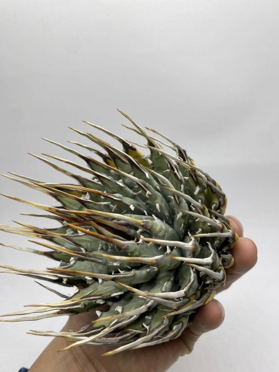 S317-32陽炎蕾形厚肉粗曲棘アガベ ユタエンシス /Agave utahensis の画像6