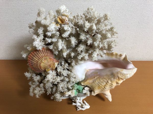 珊瑚 白 32cm×35cm×18cm サンゴ/置物/観賞用/オブジェ/インテリア/貝_画像1