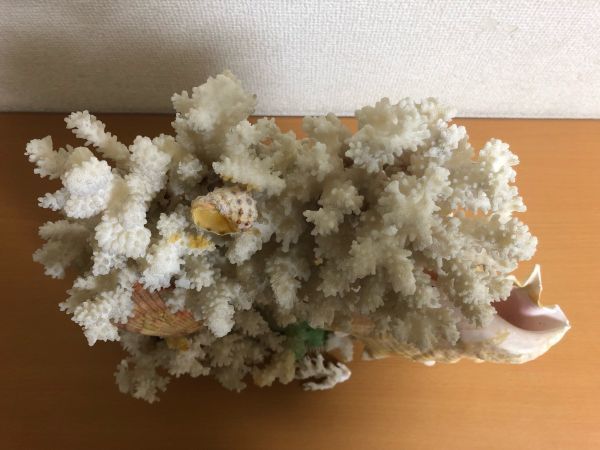 珊瑚 白 32cm×35cm×18cm サンゴ/置物/観賞用/オブジェ/インテリア/貝_画像2