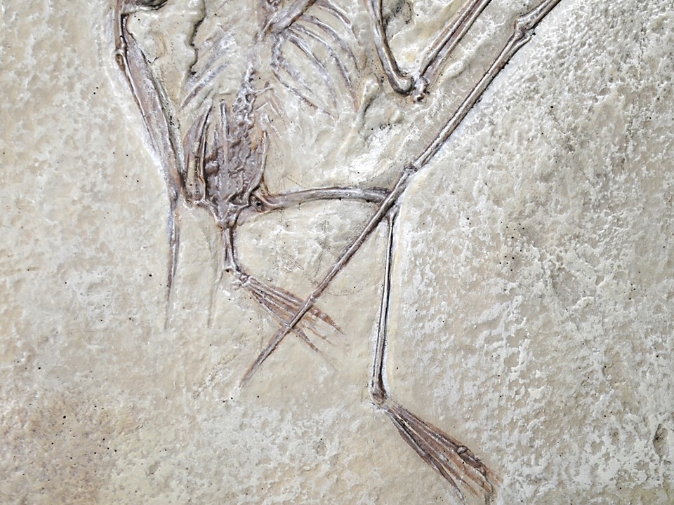 ◆新説Ver.地上歩プテロダクチルス・コチ 化石レプリカ 教材 Pterodactylus kochi  ◆の画像6