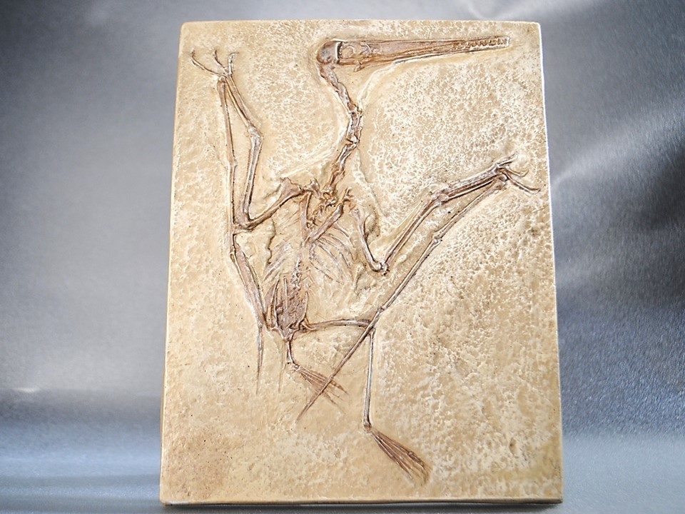 ◆新説Ver.地上歩プテロダクチルス・コチ 化石レプリカ 教材 Pterodactylus kochi  ◆の画像1