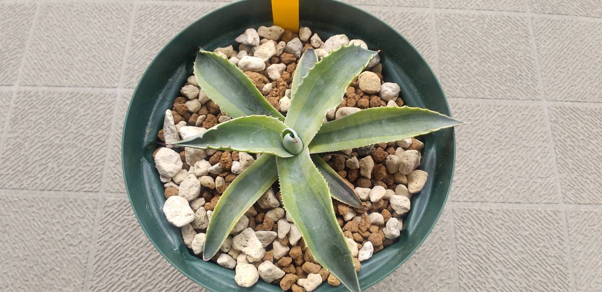 Agave ovatifolia variegated ORCA オルカ 発根済 www.glenwoodmeats.ca