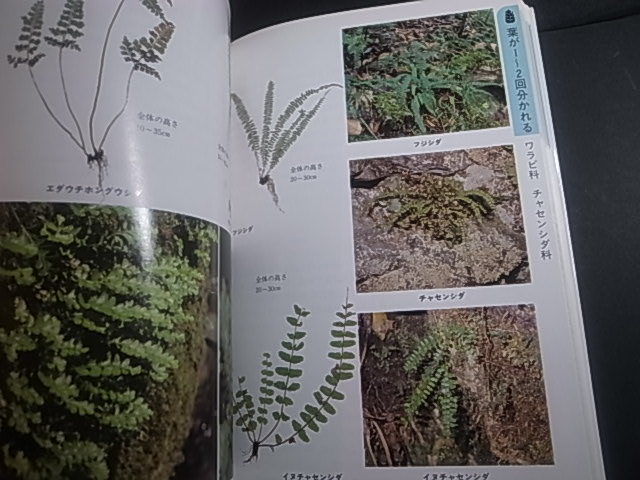  leaf . stem from distinguishes wild grasses search illustrated reference book ⑧sida| study research company 1 jpy 