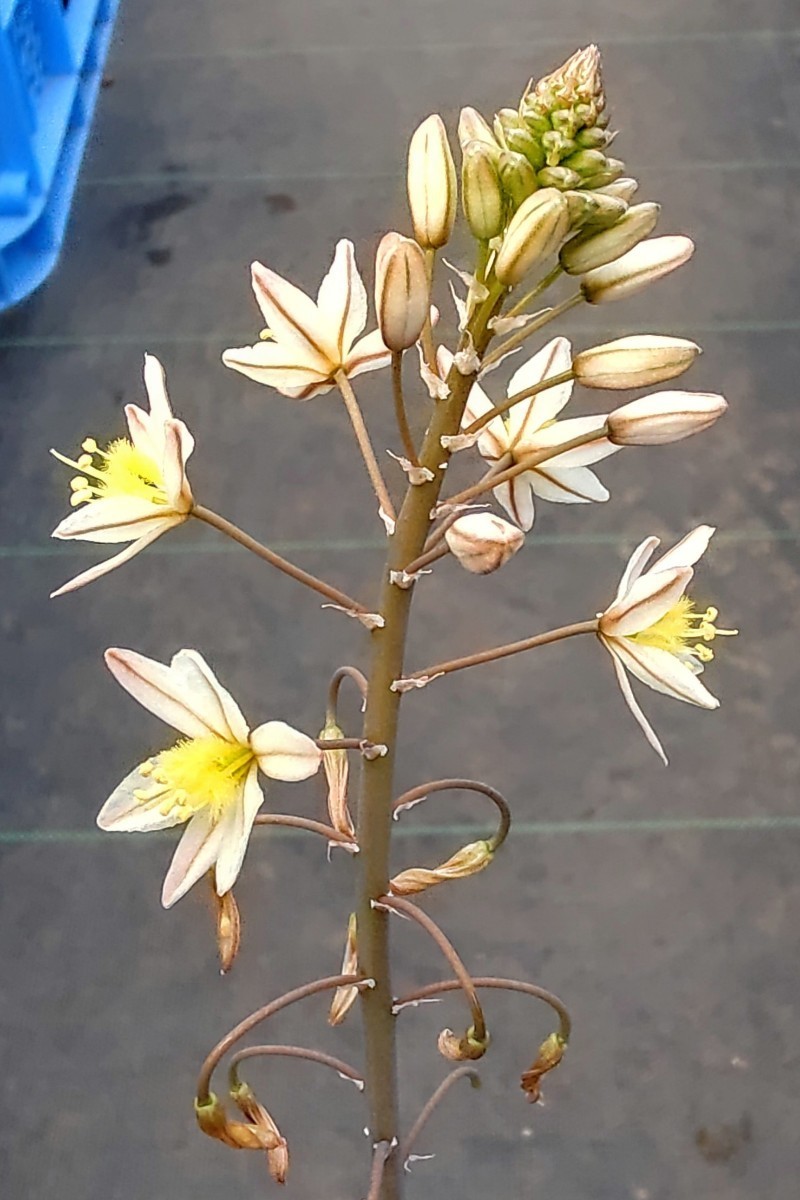 【自家採種“種子”/30粒】Bulbine triebneri (Calitzdorp, Western Cape)/ブルビネ・トリエブネリ//多肉植物/白花_白い花