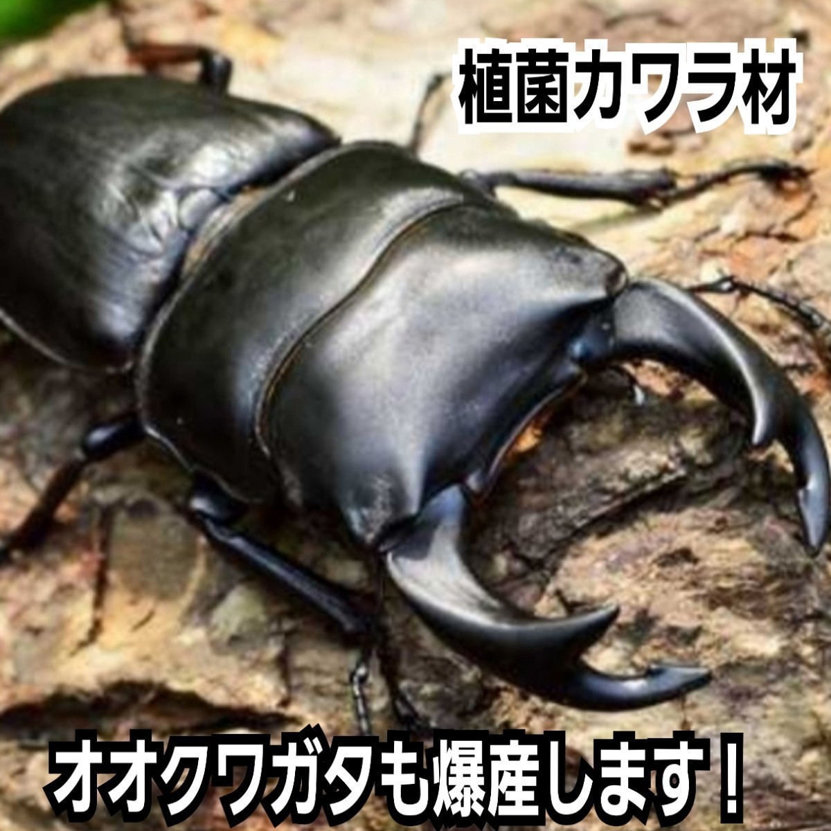  stag beetle. production egg tree is kore. strongest.! valuable! leather la.. material [ extra-large L size ].. done . therefore mold not . water . un- necessary. diameter 12~15 centimeter 
