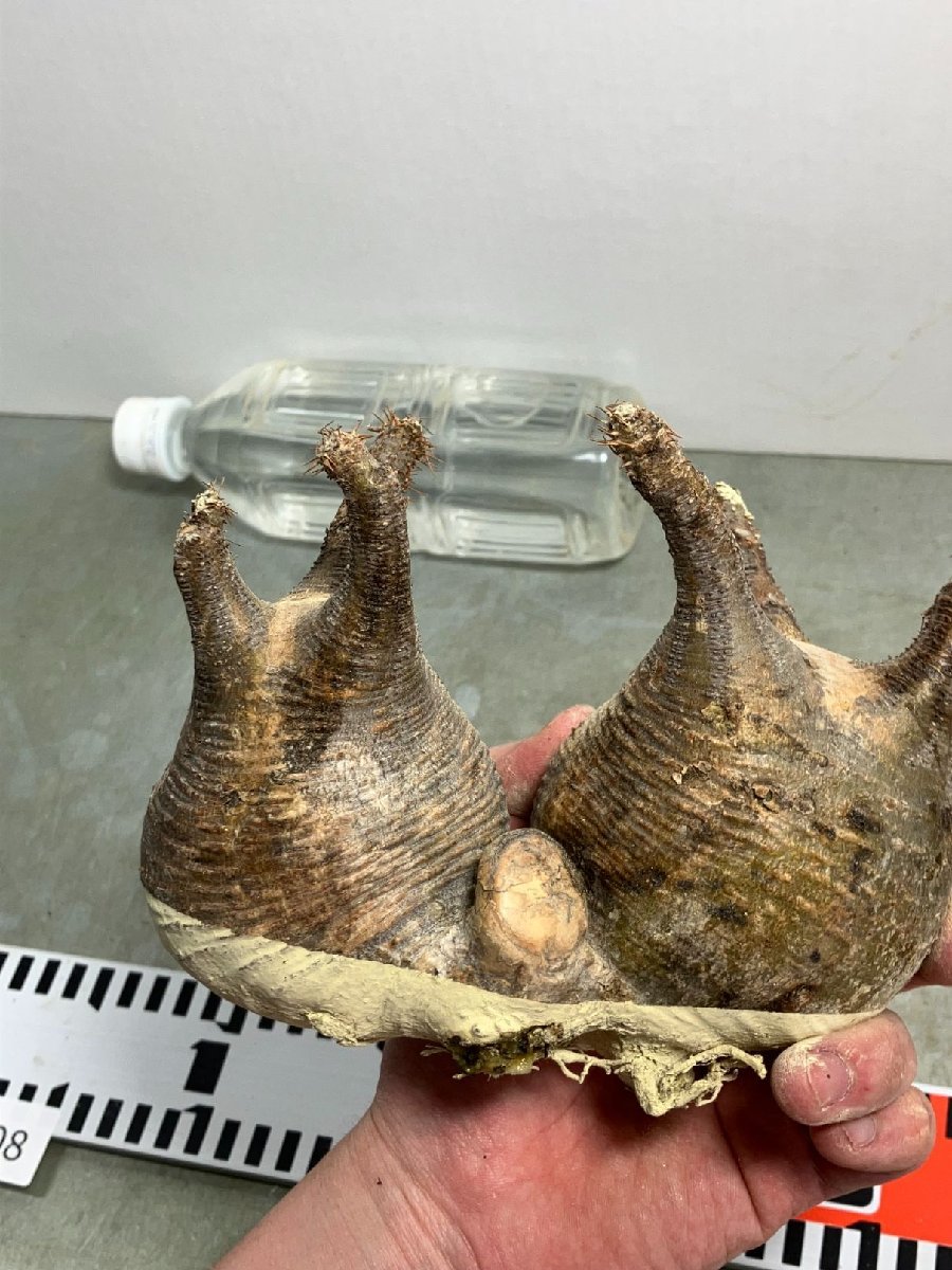 ヌ1708 「塊根植物」パキポディウム グラキリス 多頭M 抜き苗【最新到着・マダガスカル・gracilius・根切り画像要確認】の画像3