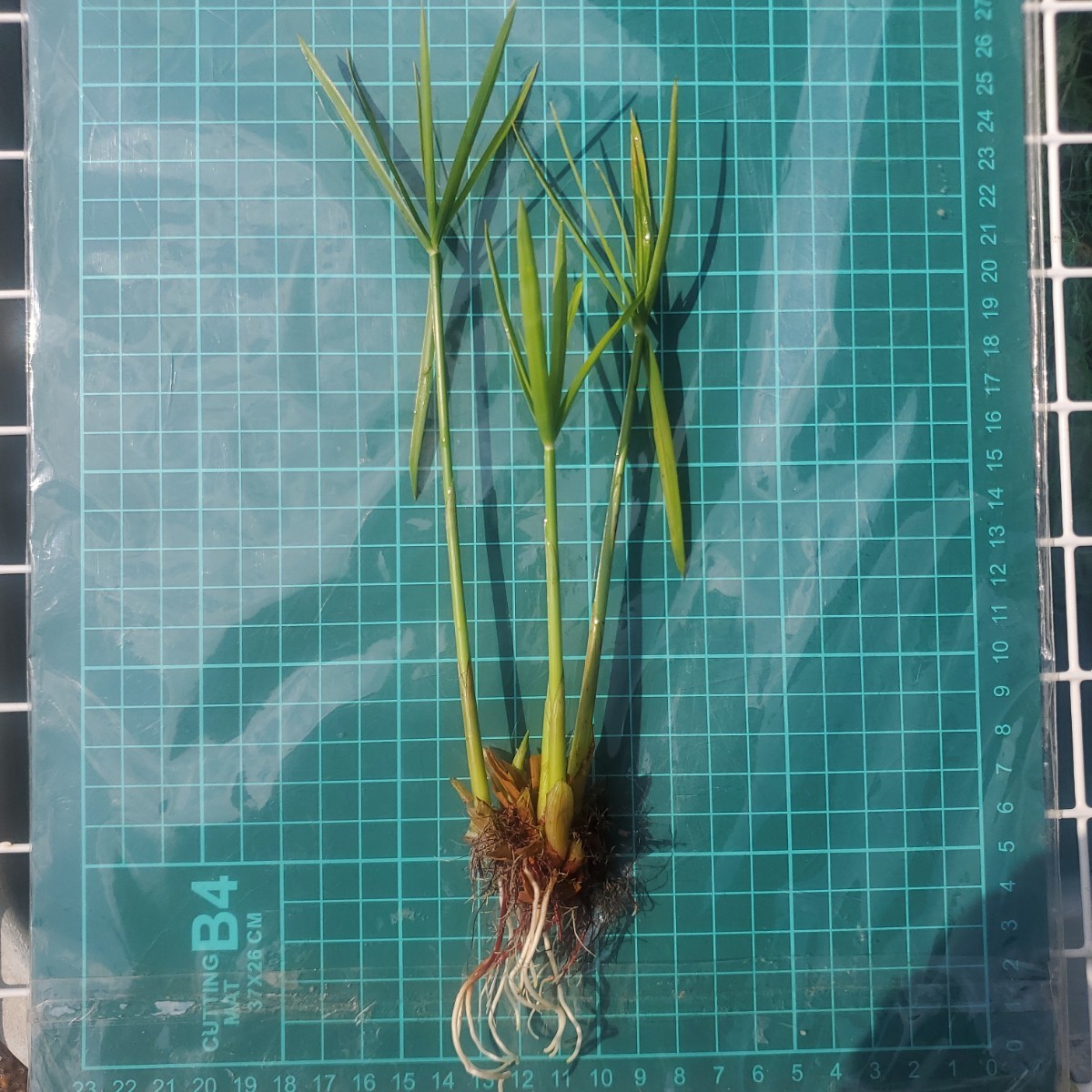ヤフオク! - 水質浄化に☆ シュロガヤツリ G ☆越冬株 ☆ 水草 湿性...