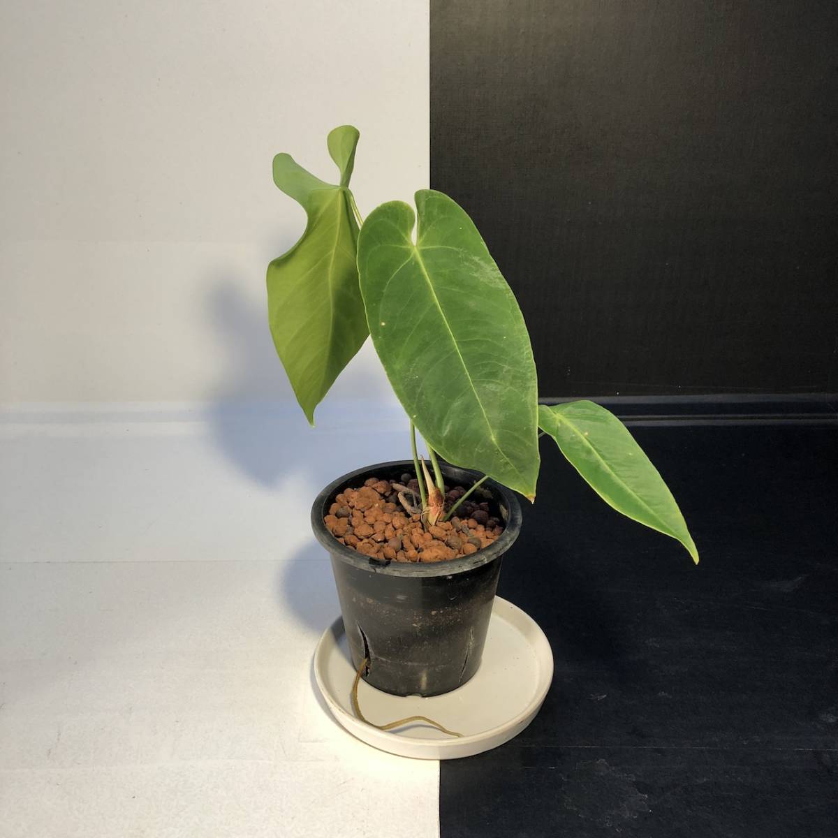 Yahoo!オークション - アンスリウム クエレマレンセ | anthurium Yahoo!オークション - アンスリウム クエレマレンセ | anthurium
