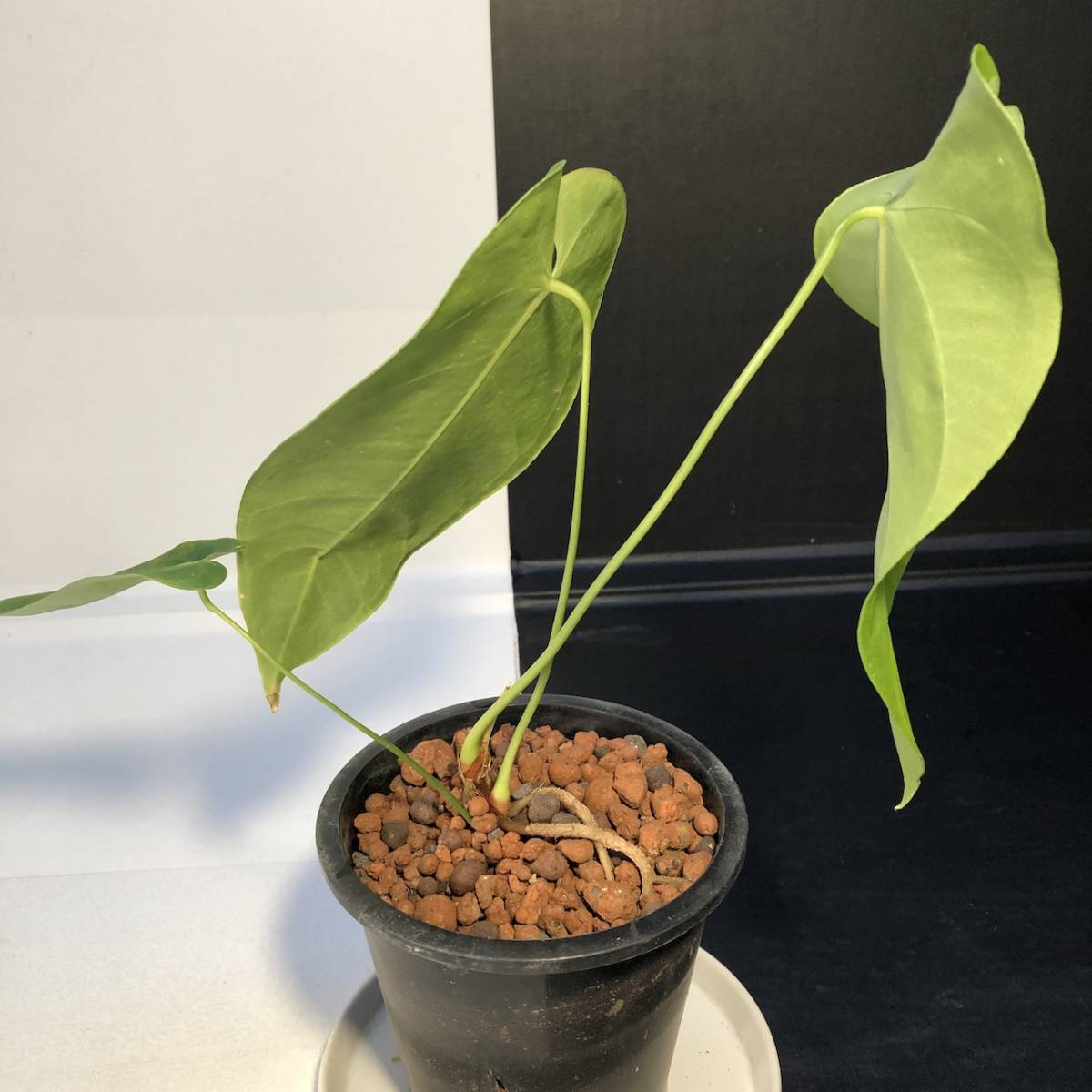 Yahoo!オークション - アンスリウム クエレマレンセ | anthurium Yahoo!オークション - アンスリウム クエレマレンセ | anthurium