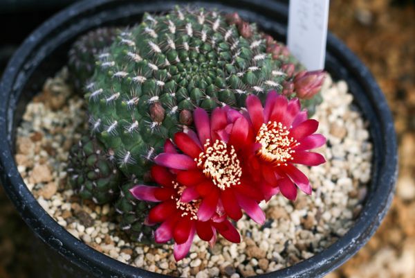Yahoo!オークション - 原種 花サボテン スルコレブチア