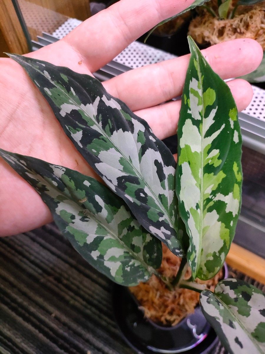 当店一番人気 根付き 数量限定 Aglaonema アグラオネマ ピクタム トリ