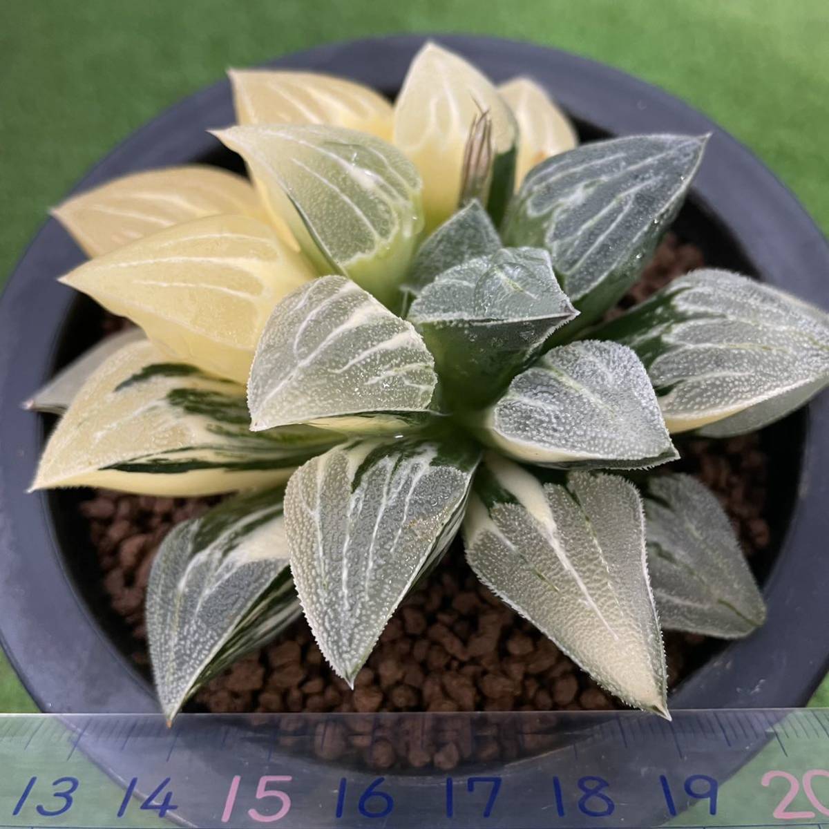 数量限定人気 ヤフオク! - (≧∇≦)多肉植物 ハオルチア ピグマエア