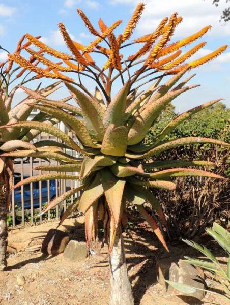 Yahoo!オークション - アロエ マルロシー (鬼切丸) 種子 5seed