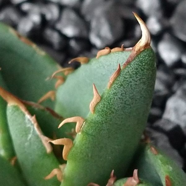 【F4292】人気希少品種！！【極上子株販売】 アガベ チタノタ フィリグリー Agave titanotaac_画像4