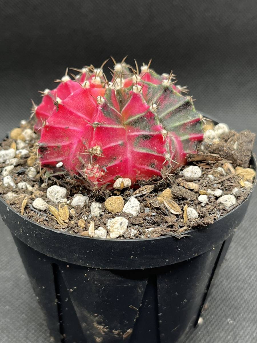 多肉植物 サボテン ギムノカリキウム ミハノビッチ 錦 斑入り 緋牡丹錦 Gymnocalycium Mihanovichii Variegata_画像4