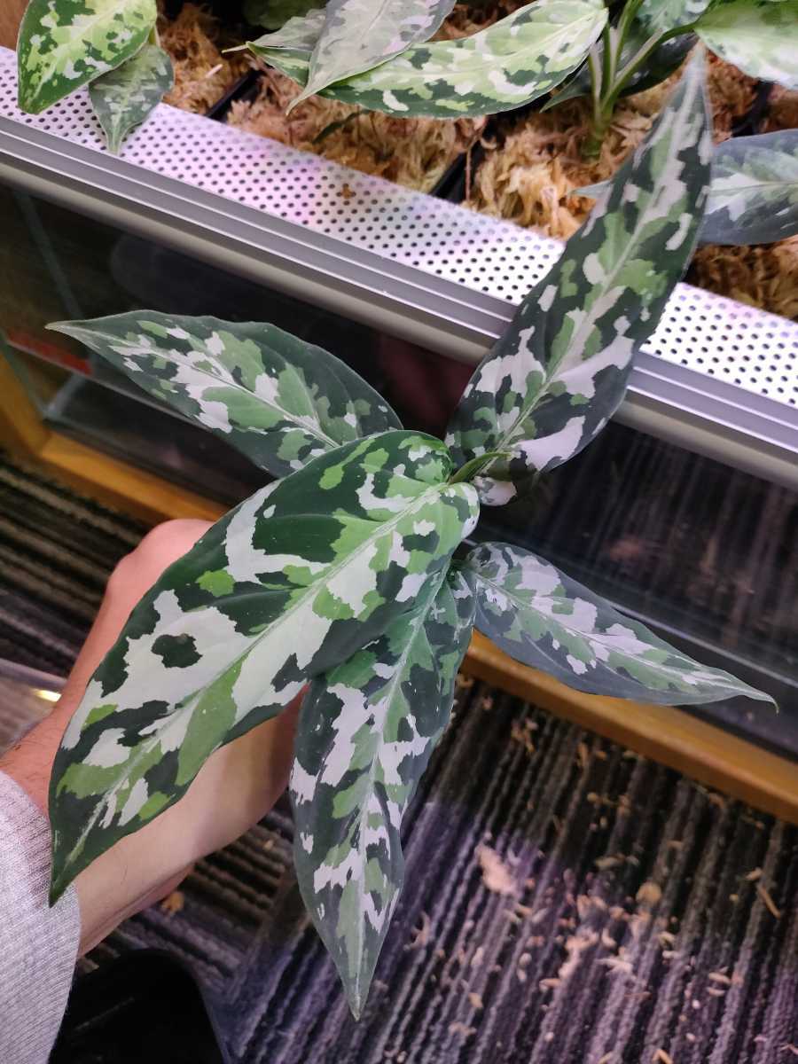 銀2色 アグラオネマ ピクタム トリカラー Aglaonema pictum 銀2色 アグラオネマ ピクタム トリカラー Aglaonema pictum