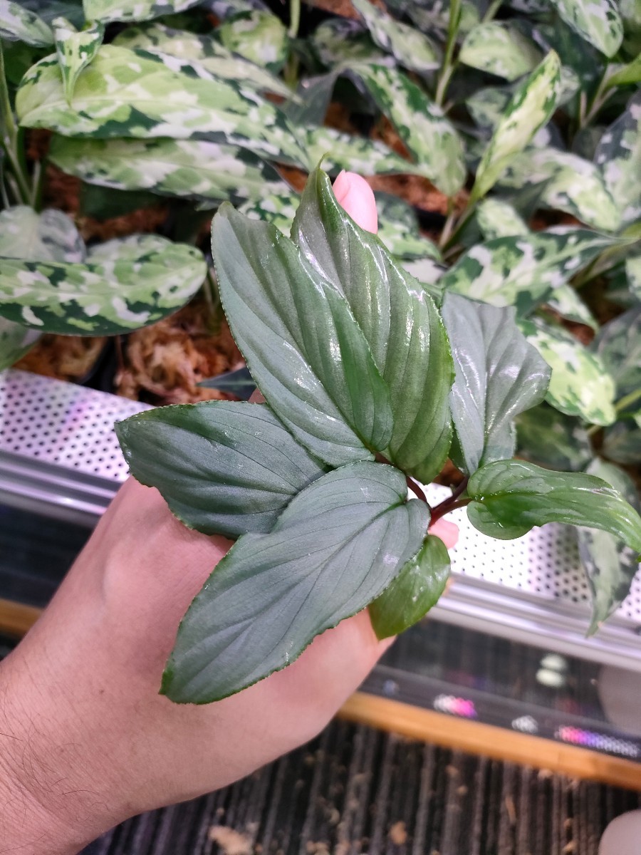 銀葉ホマロメナ Homalomena sp 'Sumatra'|Yahoo!フリマ(旧 銀葉ホマロメナ Homalomena sp 'Sumatra'|Yahoo!フリマ(旧