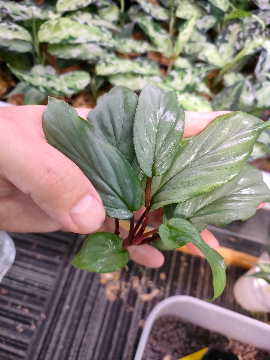 銀葉ホマロメナ Homalomena sp 'Sumatra'|Yahoo!フリマ(旧 銀葉ホマロメナ Homalomena sp 'Sumatra'|Yahoo!フリマ(旧