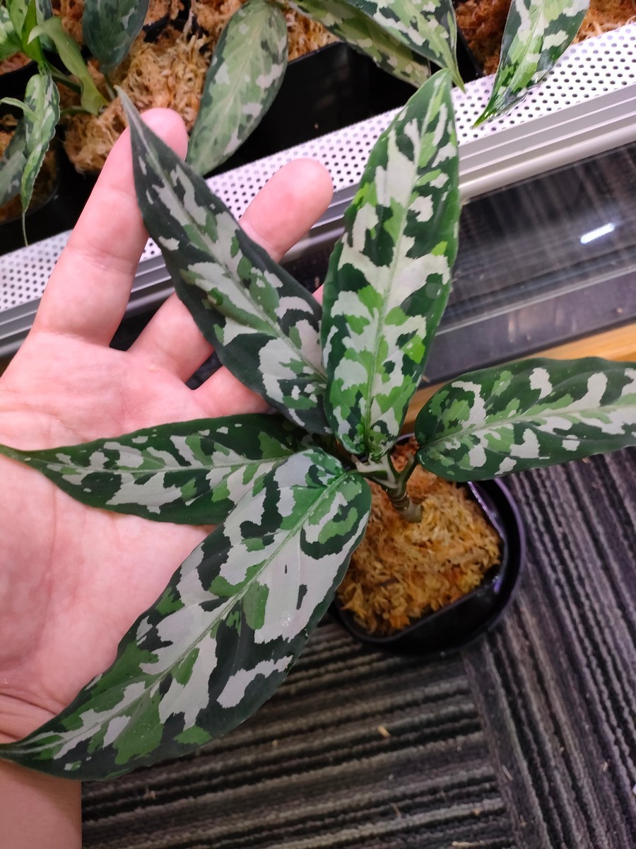 美麗銀2色!!潜伏芽多数!!アグラオネマ ピクタム トリカラー Aglaonema