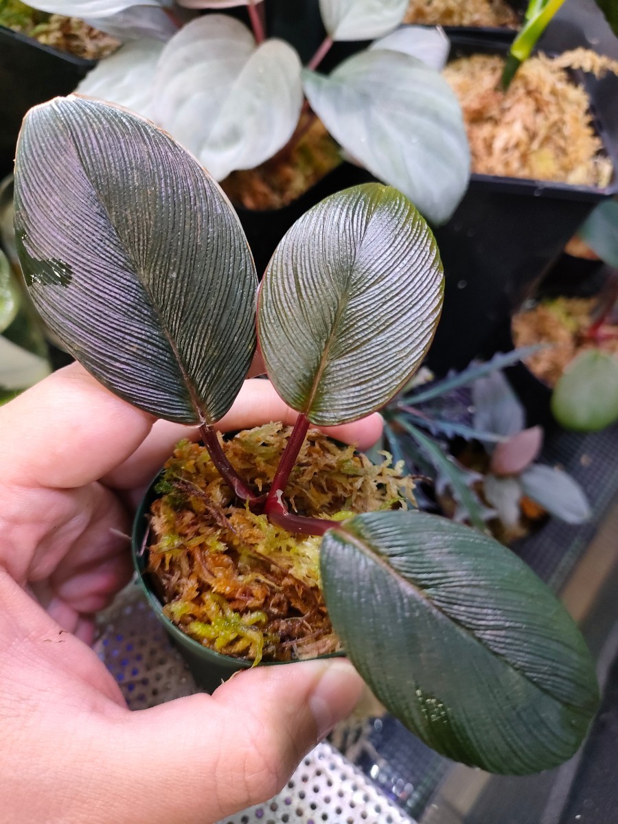 Homalomena sp '超蛇腹 通常タイプ' ホマロメナ パルダリウム Homalomena sp '超蛇腹 通常タイプ' ホマロメナ パルダリウム