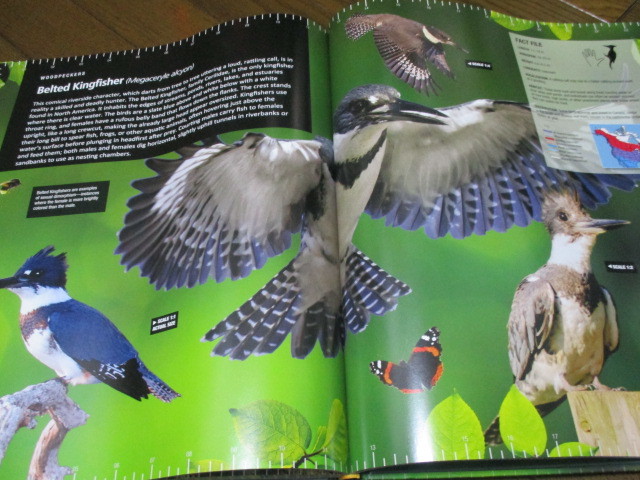  North America birds super large illustrated reference book [ new goods 2015 year sale the truth thing large ]*book@ photoalbum foreign book America animal living thing 