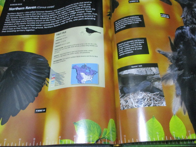  North America birds super large illustrated reference book [ new goods 2015 year sale the truth thing large ]*book@ photoalbum foreign book America animal living thing 