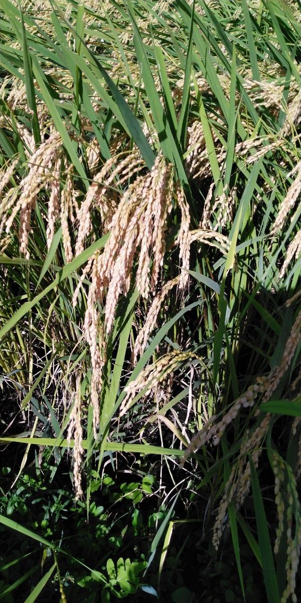 令和5年産栃木県コシヒカリ玄米25キロ無農薬にて作り上げた米です！！