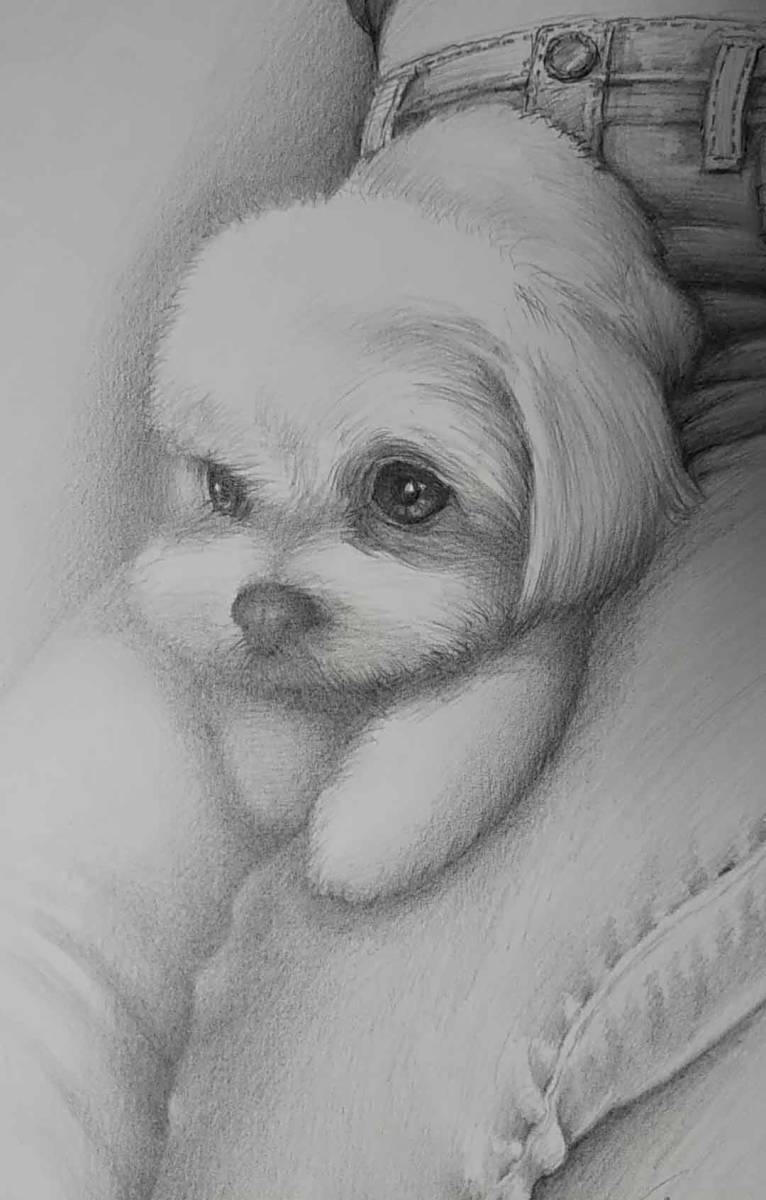 絵画・鉛筆画・動物画 犬の絵 真作「デニムとマルチーズ ma-2-2022」Atelier809 作 A4サイズ ※額縁無し。_画像4