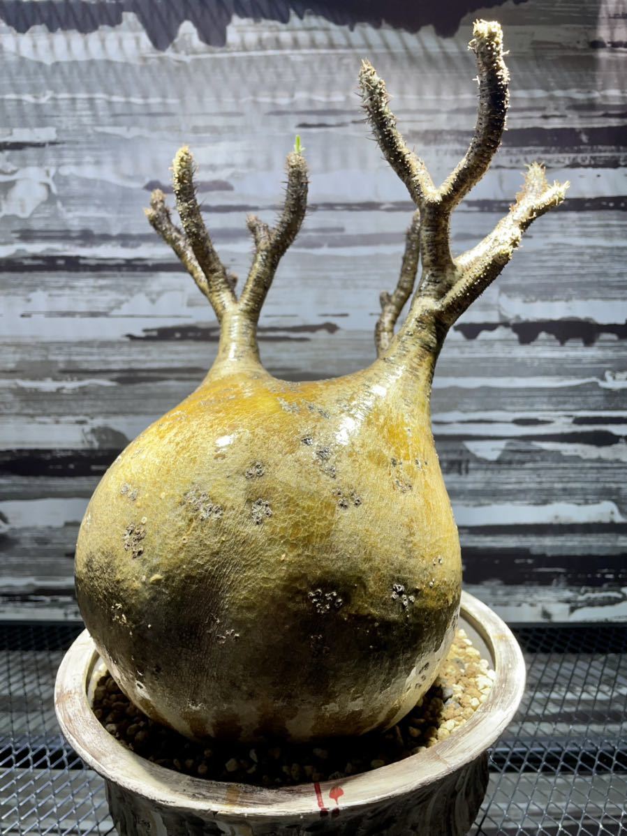 パキポディ】 グラキリス 沼野秀章 作 「刻ム音」6号 植木鉢 は