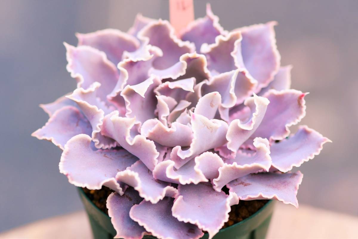 Yahoo!オークション - 多肉植物 シャビアナ・ピンクフリル Yahoo!オークション - 多肉植物 シャビアナ・ピンクフリル