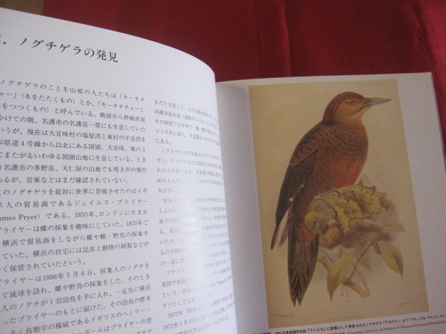 ★ノグチゲラ　　―　その生態と生息地　―　　　　　　　【沖縄・琉球・自然・生物・野鳥・キツツキ・国指定天然記念物】_画像4