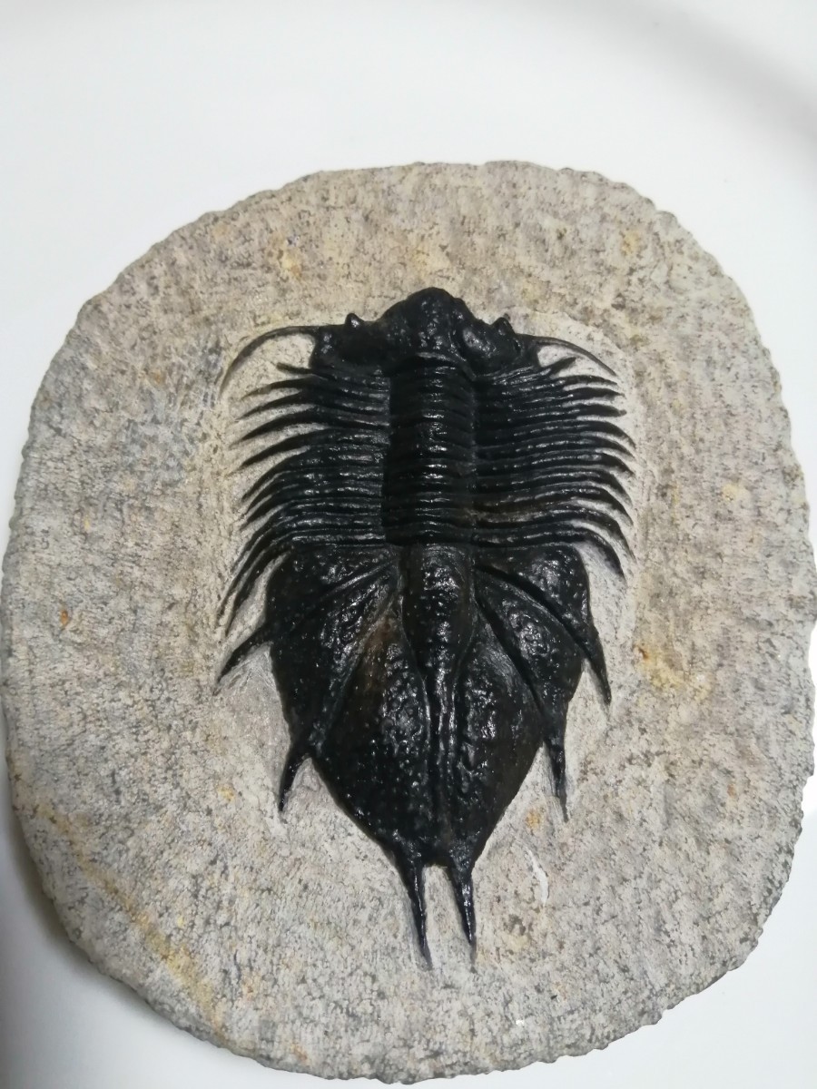 化石三葉虫モロッコ産 Acanthopyge Haueri | normanhubbard.com