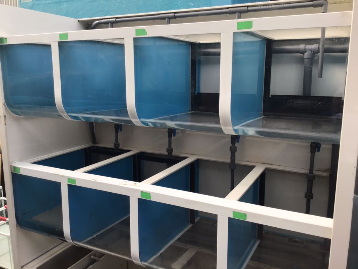 車海老 貝類等専用活魚水槽入荷!詳細は追って追記致します。飲食店、鮮魚店様宜しくお願い致します。 九谷焼 陶額 梅 N180-02