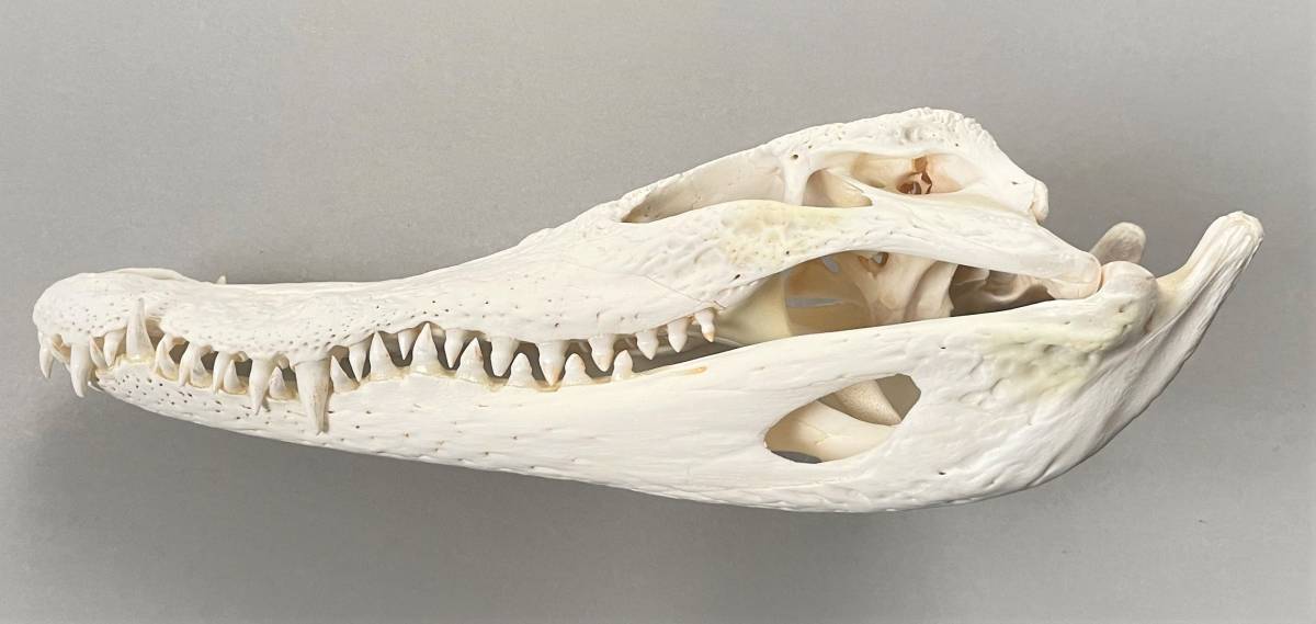 ワニ　頭骨下顎　29cm　鰐・わに スカル　骨格標本　SKULL　生物理化学教材　_画像5